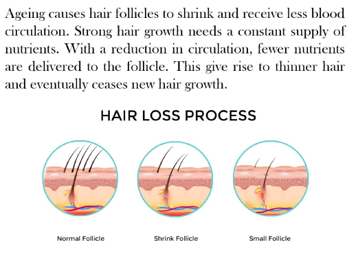 Hair growth cycle  International Beauty Center Inc